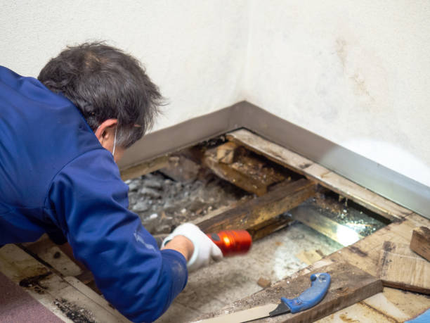 Best Mold Removal Process  in Montoursville, PA