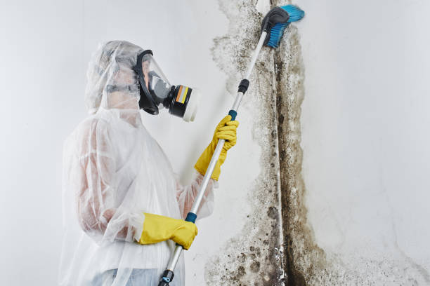 Best Mold Cleaning Services  in Montoursville, PA