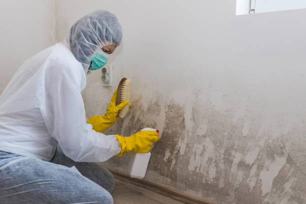 Best Mold Testing  in Montoursville, PA