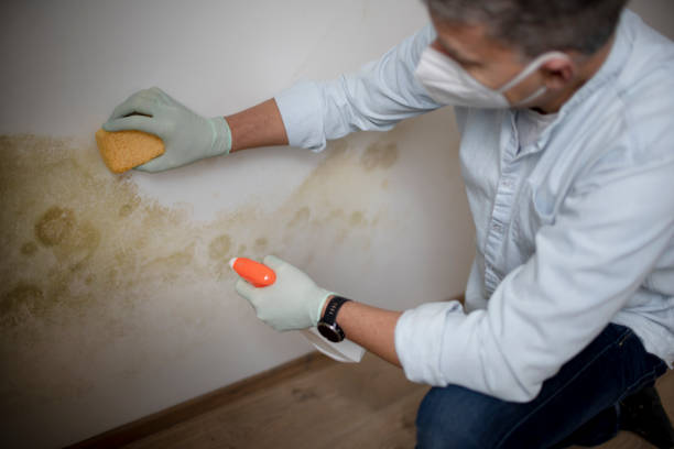 Best Toxic Mold Removal  in Montoursville, PA