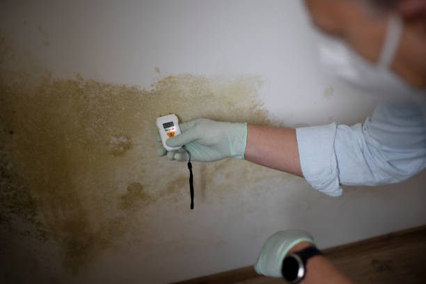 Best Mold Testing  in Montoursville, PA