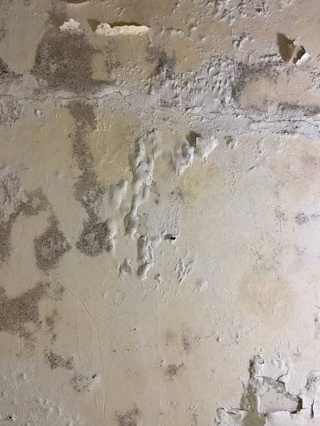 Professional Mold Removal in Montoursville, PA