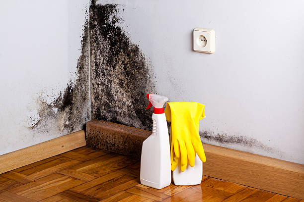 Best Local Mold Removal Service  in Montoursville, PA