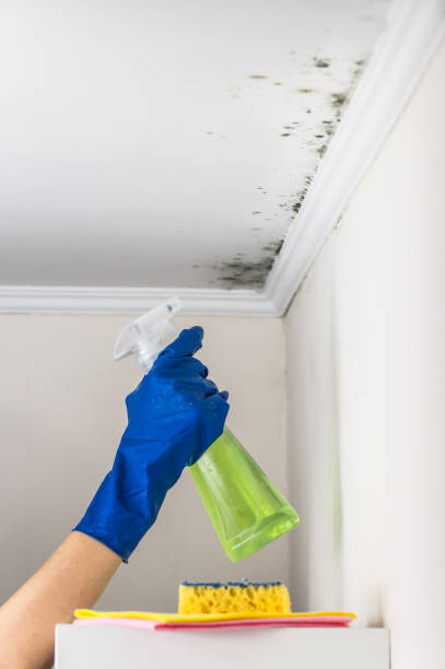 Best Best Mold Removal Companies  in Montoursville, PA